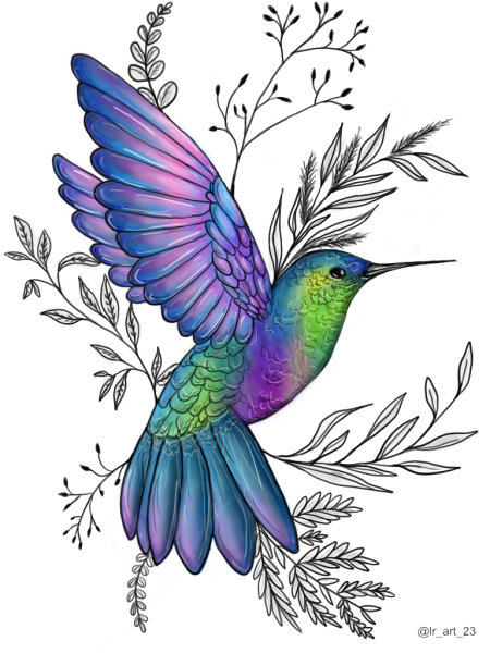 Птичка Колибри рисунок