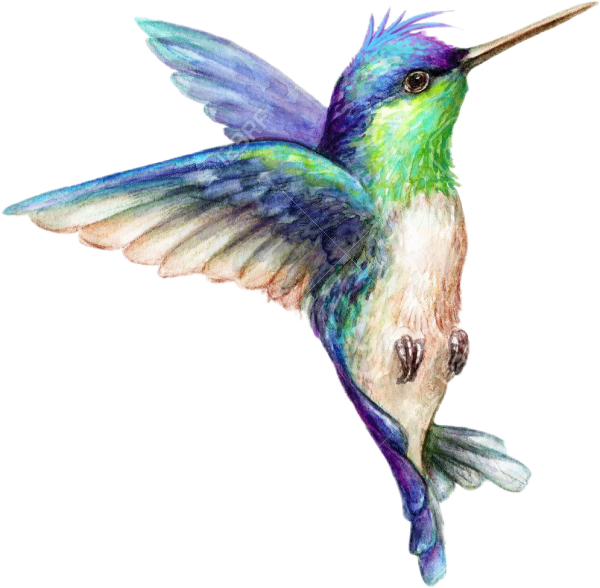 Акварельная Колибри