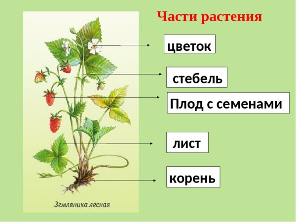 Части растения