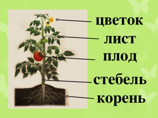 Строение цветка томата