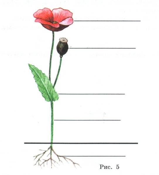 Органы цветкового растения Мак