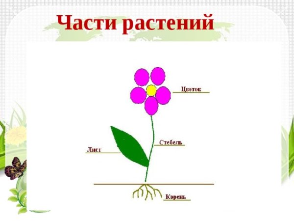 Части растений для детей