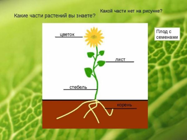 Части растения