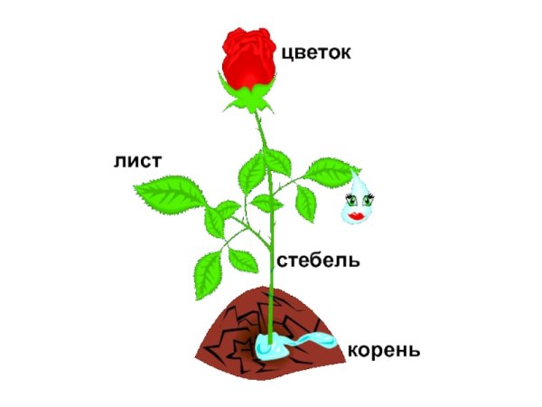 Строение комнатного растения
