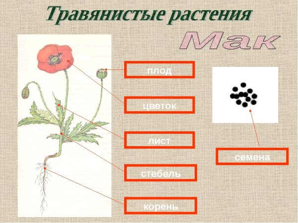 Корень стебель лист цветок