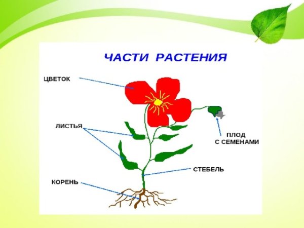 Корень стебель лист цветок