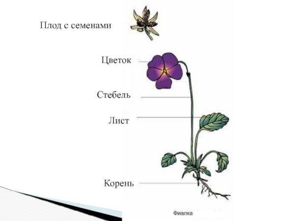 Строение растения схема