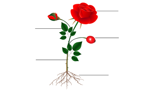 Части растения гороха схема