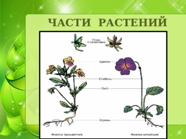 Части растения схема