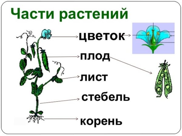 Строение растения для детей