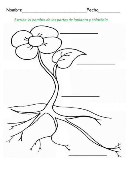 Строение растения для детей