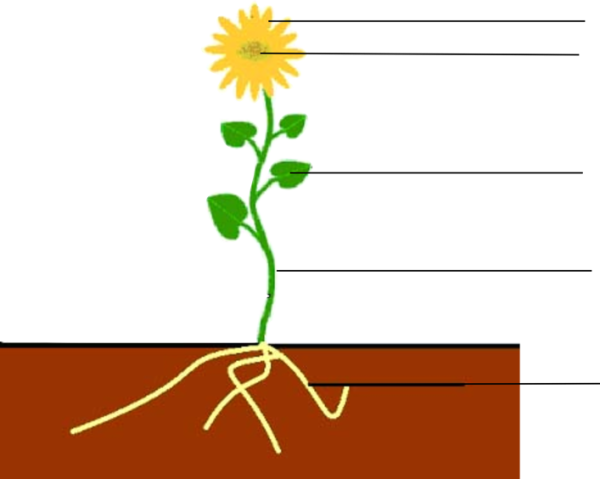 Строение растения схема