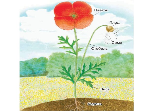 Строение цветкового растения