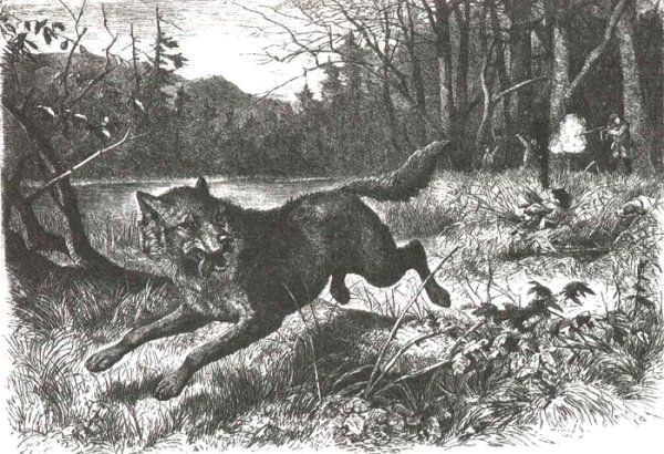 Вужыная карона