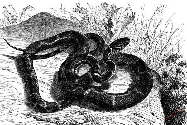Уж рисунок