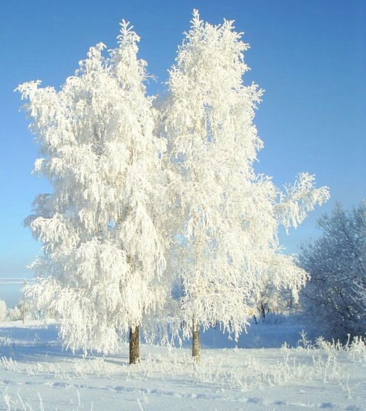 Рисование зимняя береза