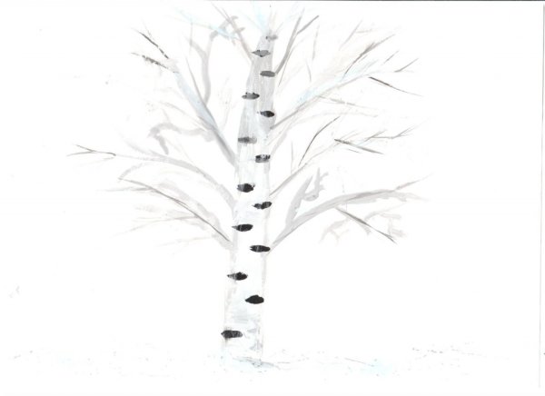 White Birch (белая береза)