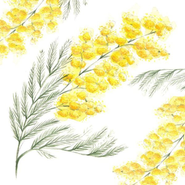Мимоза акварель Mimosa