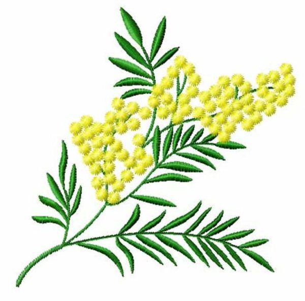 Веточки и листья мимозы