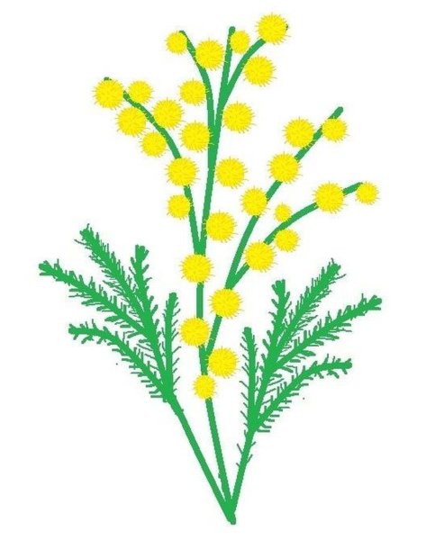 Мимоза рисунок для детей