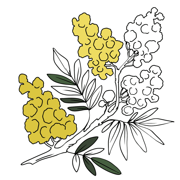 Веточка мимозы пальчиками