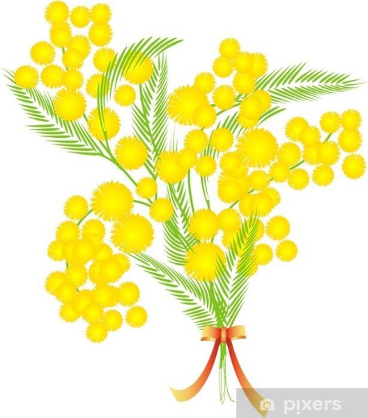 Ветка мимозы вектор