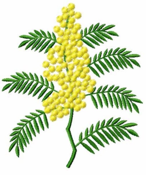 Рисунок цветов мимозы