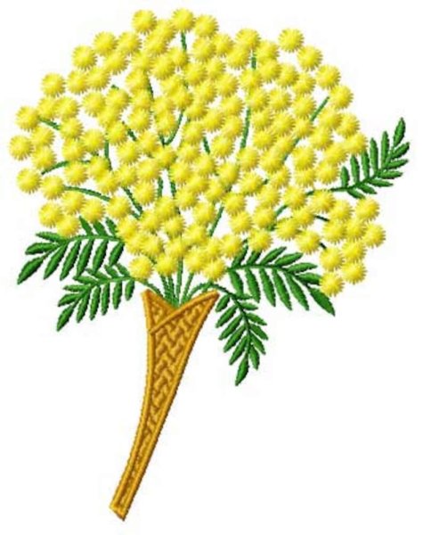 Acacia dealbata гербарий