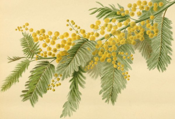 Ветка мимозы ватными палочками