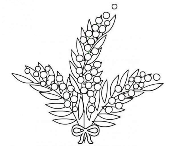 Мимоза цветок векторный