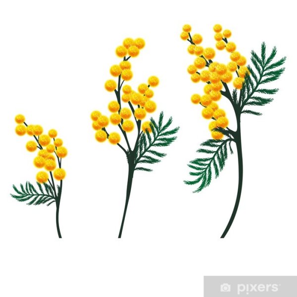 Мимоза для рисования пальчиками