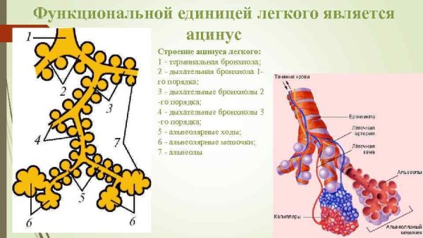 Строение структурно-функциональной единицы легкого ацинуса