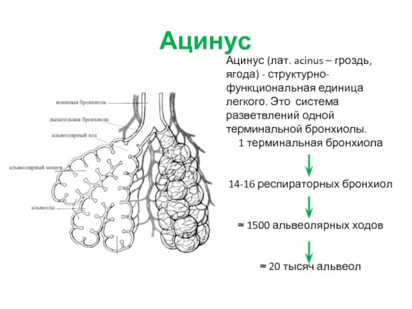 Ацинус и альвеолы