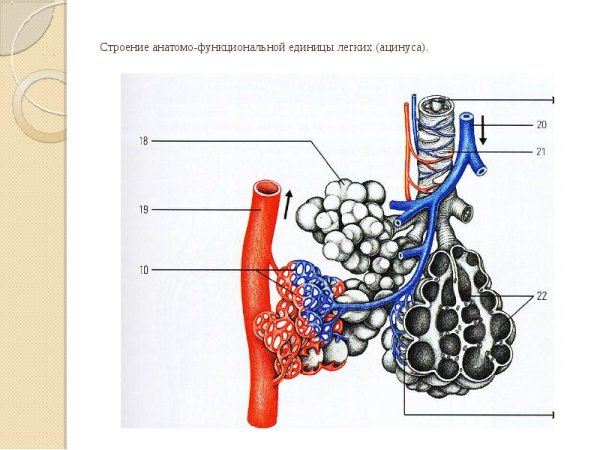 Легочный ацинус - структурно-функциональная единица легких
