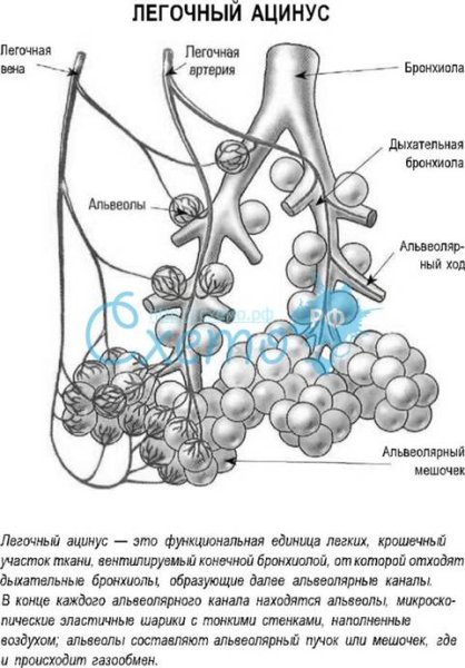 Строение легочного ацинуса