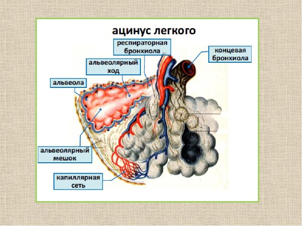 Структурно функциональная единица легкого ацинус