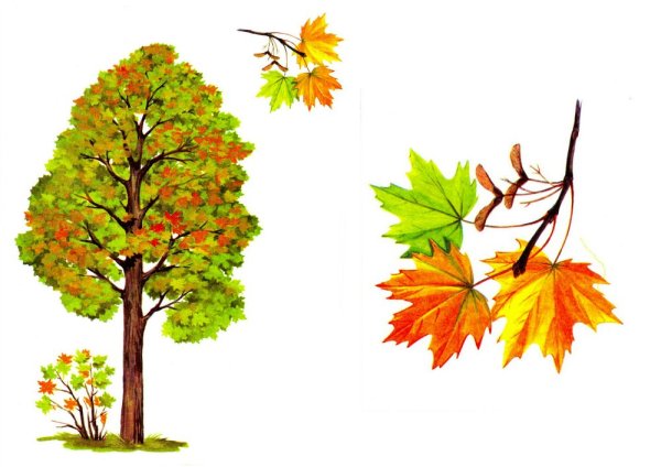 Клен для детей