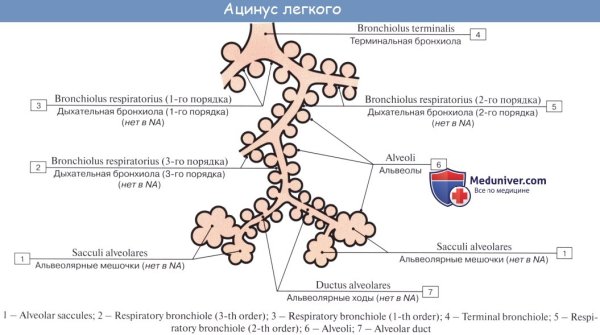 Легочный ацинус это паренхима