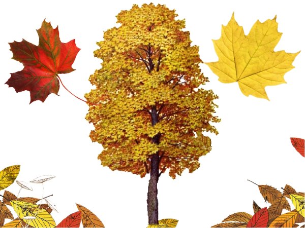 Клен осенью для детей