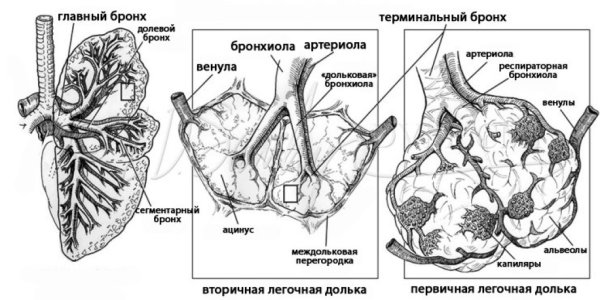 Ацинус и вторичная легочная долька