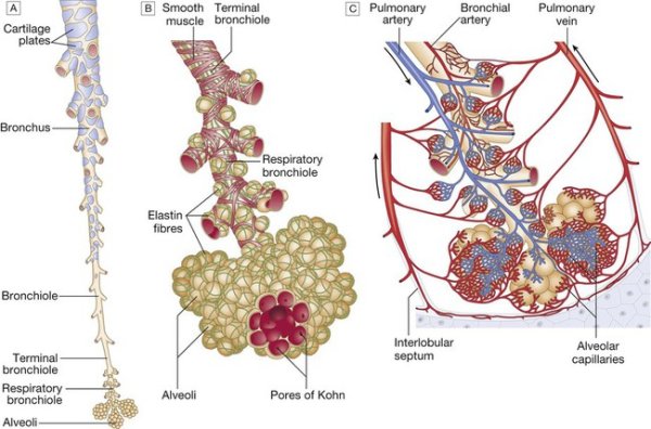 Ацинус дольки сегменты