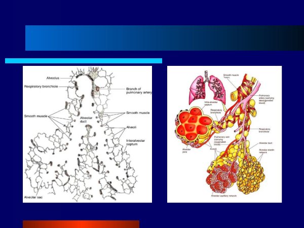 Структуры участвующие в образовании альвеолярного дерева ацинуса