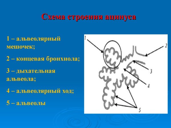 Схема строения ацинуса анатомия