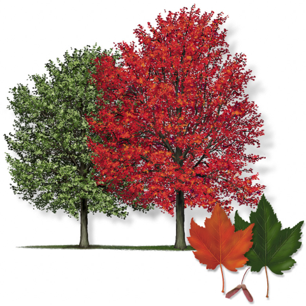 Канадский клен