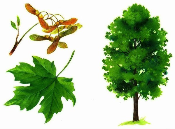 Клен строение дерева