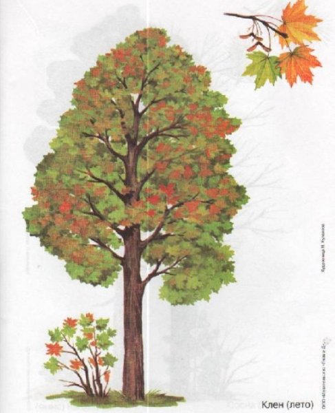 Дерево клен для детей
