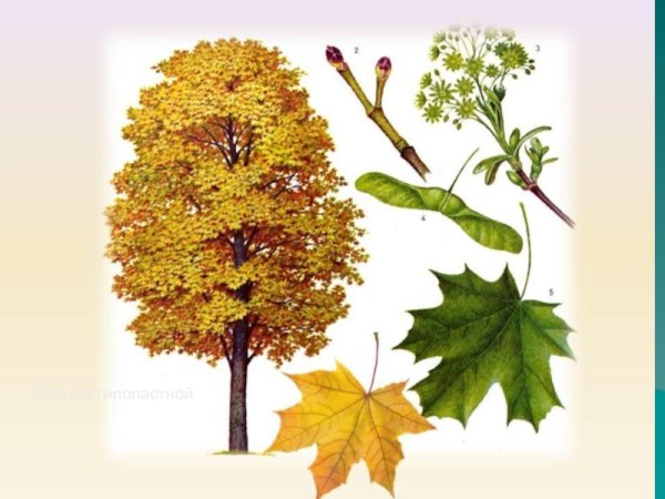 Клен остролистный паспорт дерева