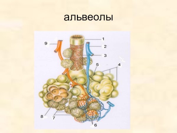 Альвеолы анатомия