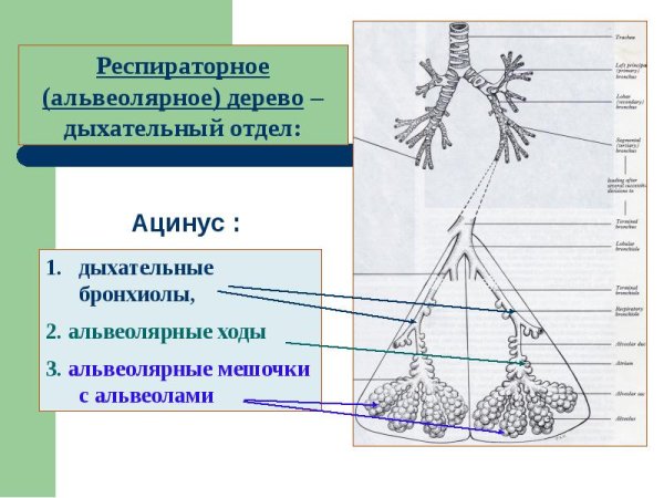 Альвеолярное дерево ацинус