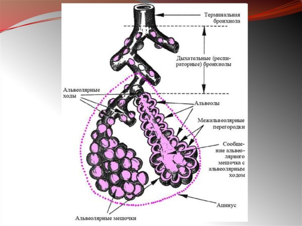 Бронхиальное дерево и альвеолярное дерево